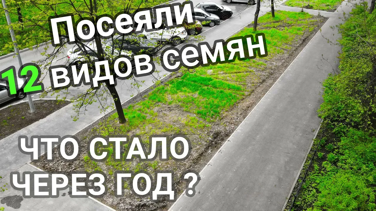 Обложка видеоразбора: Газонные травосмеси через год: результаты полевого эксперимента